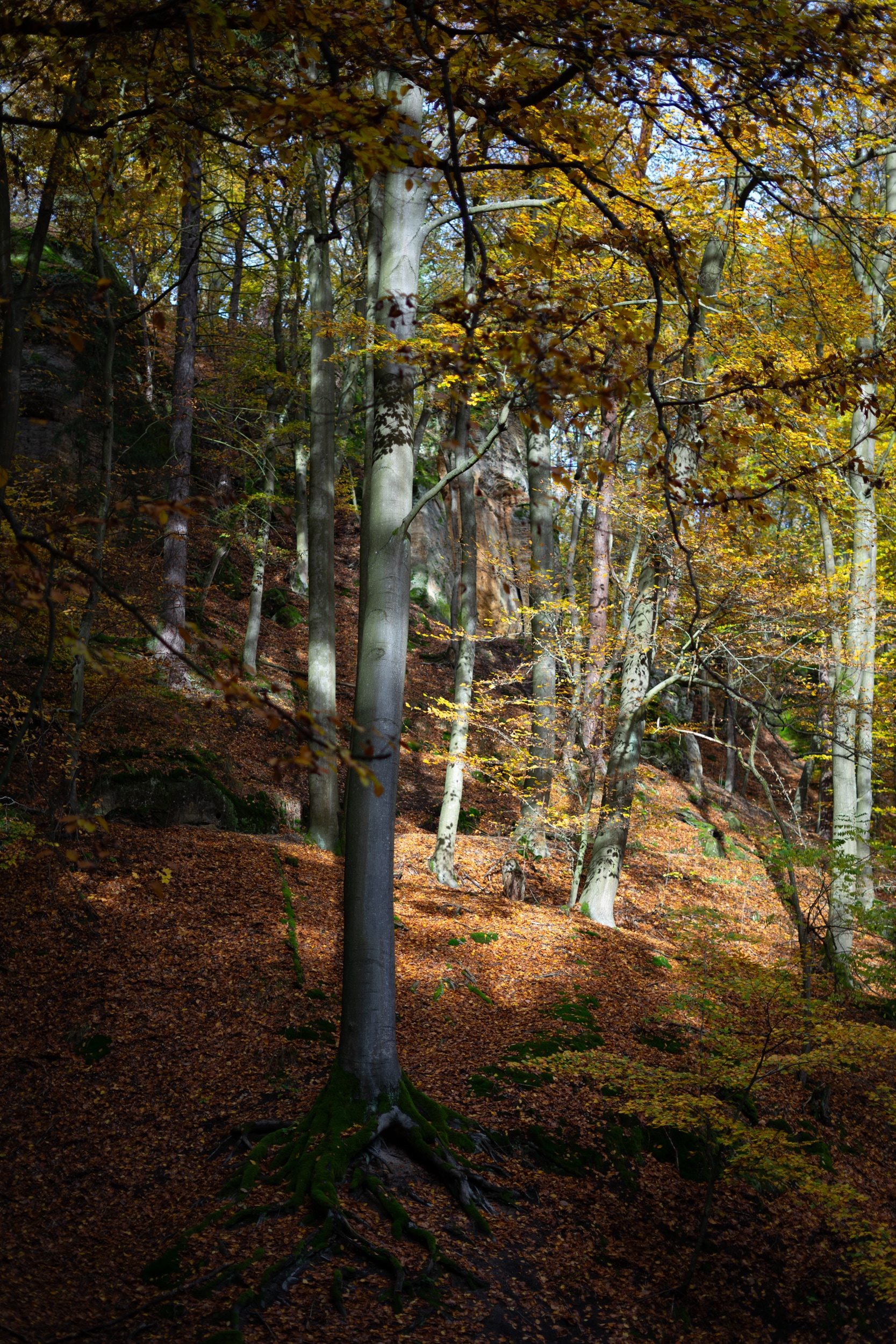 Autumn forest in brown and green gold