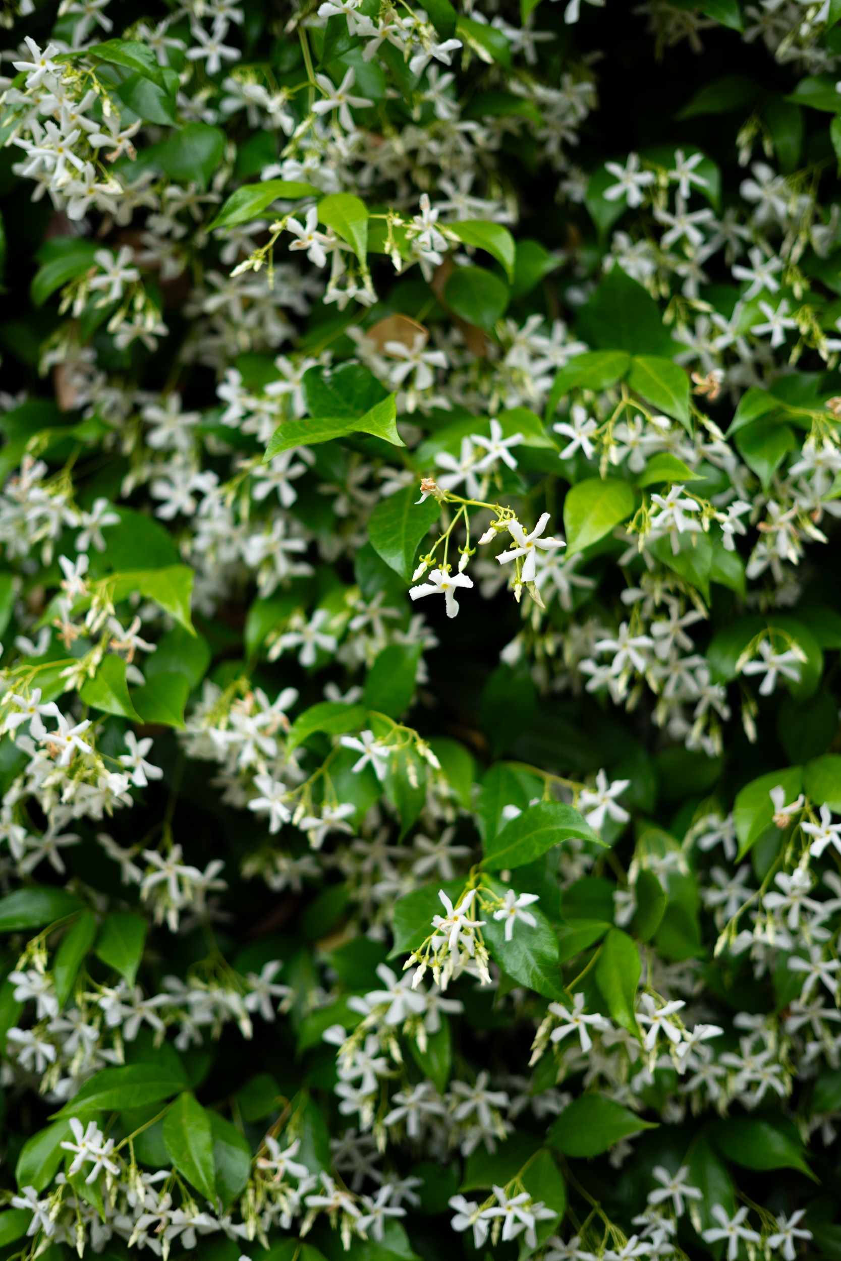 Cloe up of white blossoms on green leaves forming a repetitive organic pattern.